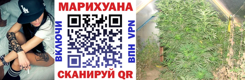 Каннабис гибрид  Болохово 